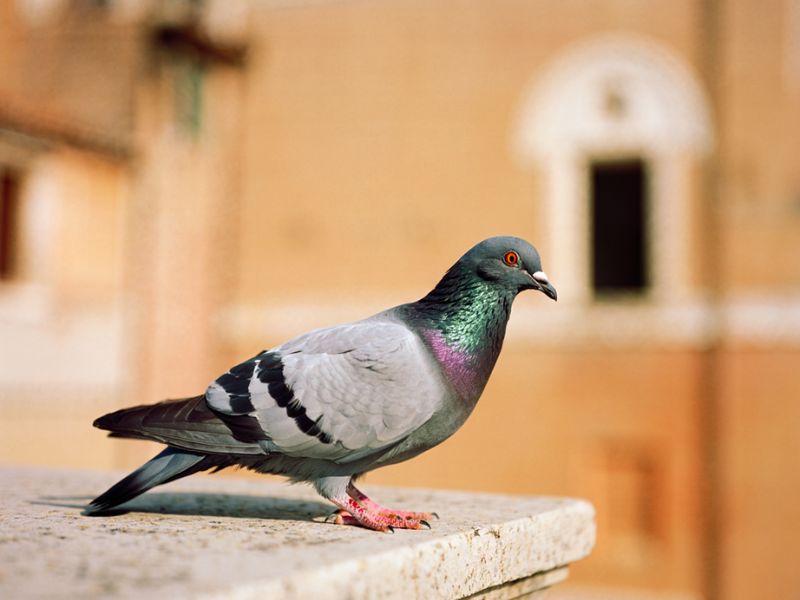 Fotografia realistica di un piccione su un cornicione per servizi anti-volatili Alpha Range.