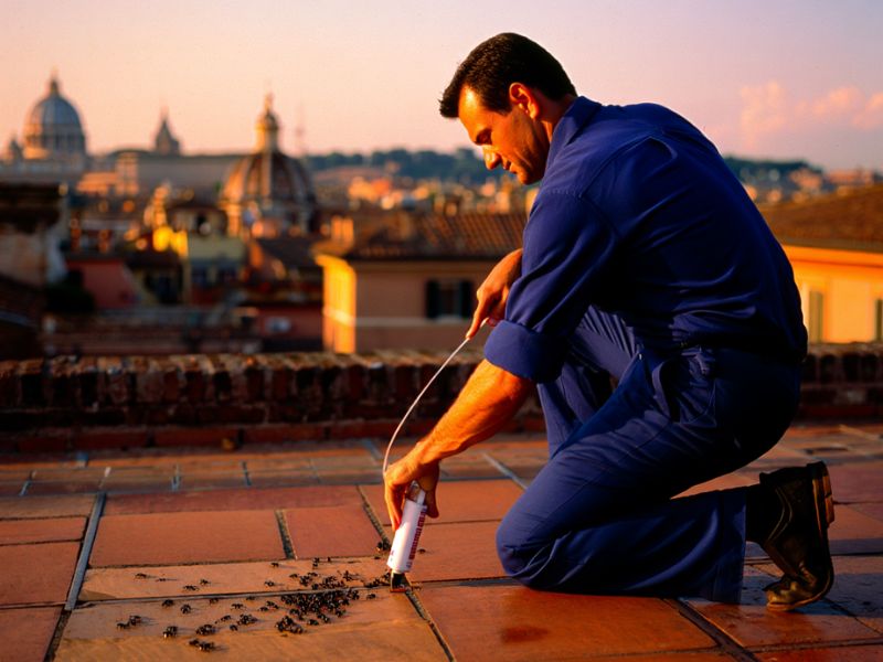 Infografica del ciclo delle formiche a Roma in tre stagioni: primavera, estate, autunno