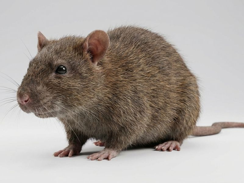 disinfestazione-formiche-casa-cucina-alpharange h1