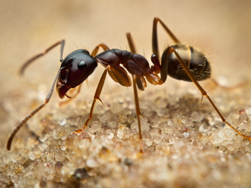 disinfestazione-formiche-casa-cucina-alpharange h1