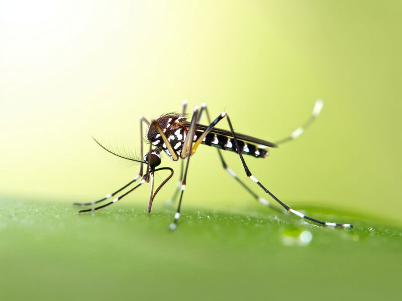 Fotografia macro realistica di una zanzara tigre per trattamenti barriera Alpha Range.