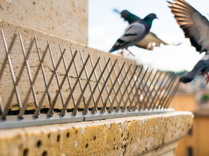 Installazione tecnica di dissuasori antipiccione a spillo in acciaio inox su cornicione in travertino a Roma.