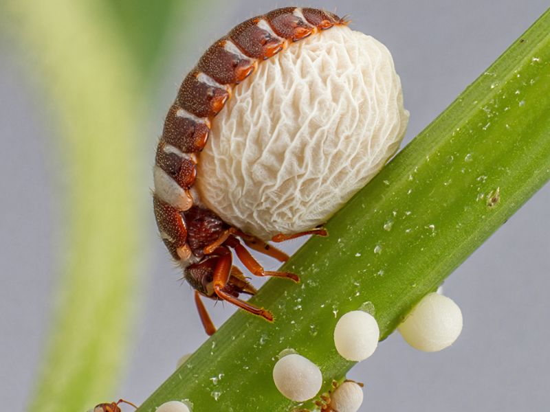 Dettaglio macroscopico di cocciniglia cotonosa su una pianta, per trattamenti fitosanitari professionali Alpha Range a Roma.