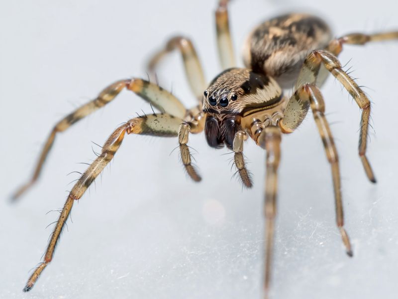 Fotografia macroscopica di un ragno (Ragni), utilizzata per l'identificazione scientifica e il controllo degli infestanti Alpha Range a Roma.