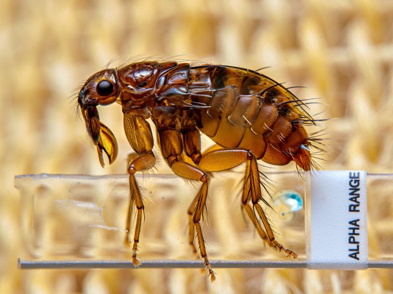 Dettaglio tecnico di un tecnico Alpha Range in posa que esegue un'ispezione di precisione dietro il banco de una cucina professionale a Roma, per il controllo degli infestanti.