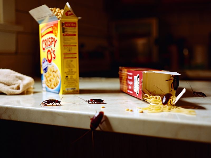 Trappola collante a feromoni Alpha Range per il monitoraggio scientifico delle blatte in ambito HACCP