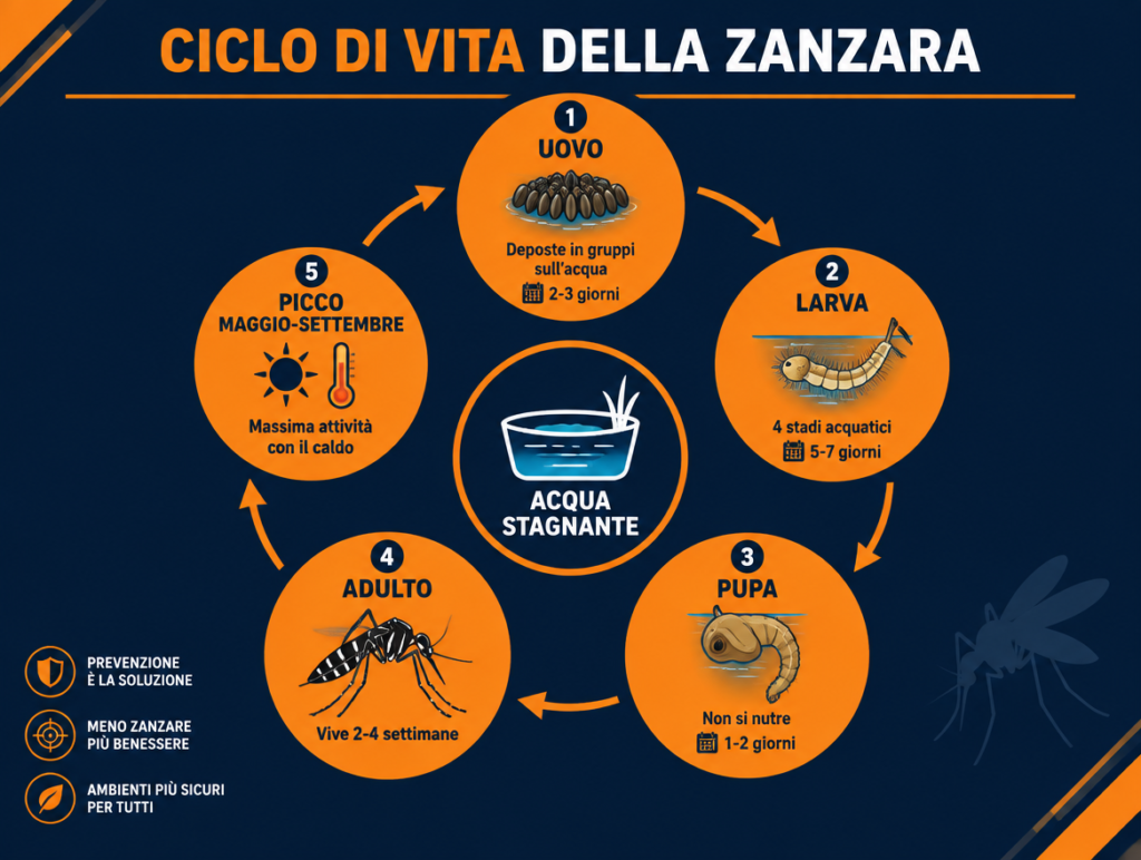 Infografica del ciclo di vita della zanzara: uovo, larva, pupa, adulto e picco di rischio maggio-settembre