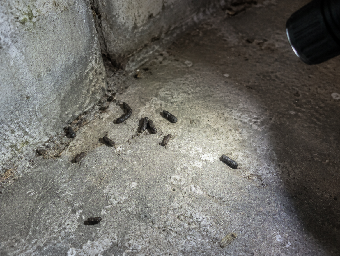 Ispezione tecnica di escrementi di ratto su pavimento in cemento durante un sopralluogo di derattizzazione a Roma