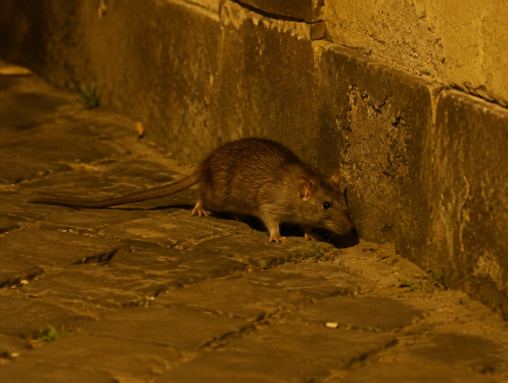 Ratto bruno (Rattus norvegicus) lungo un muro esterno di notte in una strada di Roma
