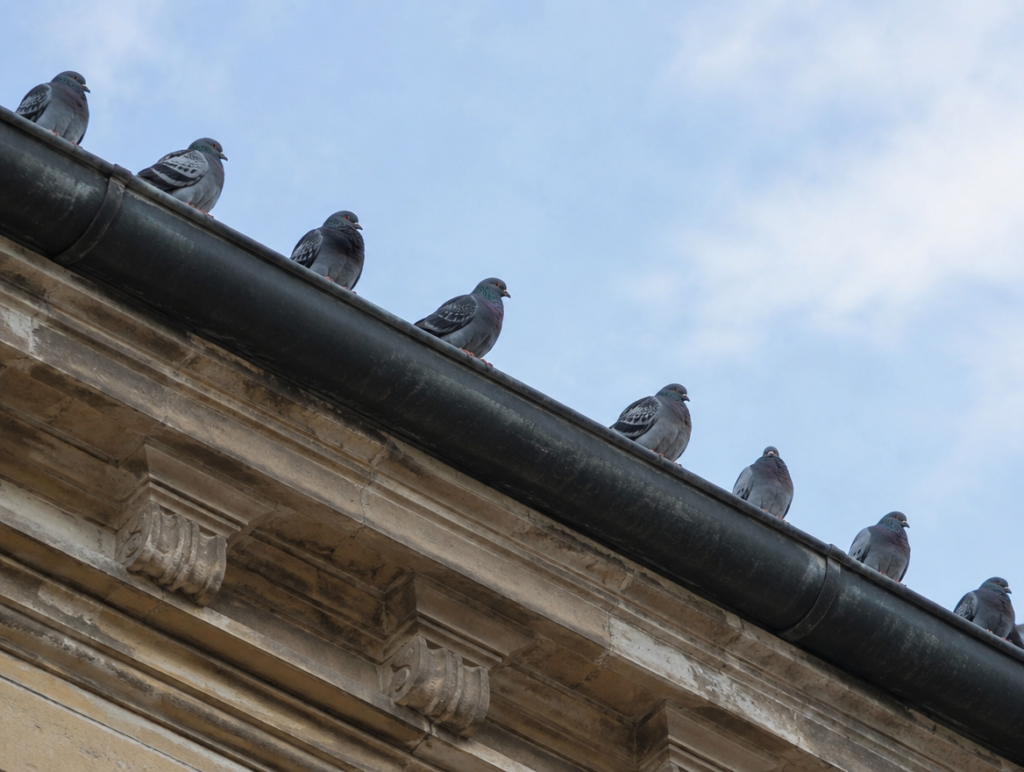 Piccioni appollaiati in fila su una grondaia di un edificio storico romano