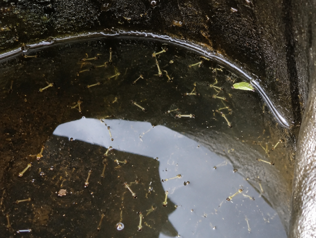 Larve di zanzara in acqua stagnante all'interno di un tombino durante un sopralluogo di ispezione